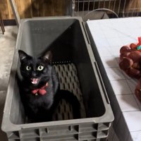鳴く猫