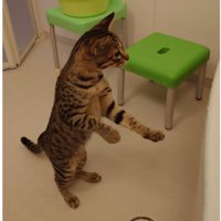浴槽から前足を離す猫