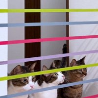 家の中に張ってあるテープを見る猫達