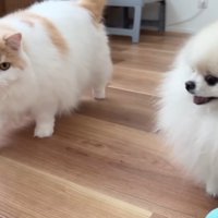 レモンくんとポテチくんとオモチャ