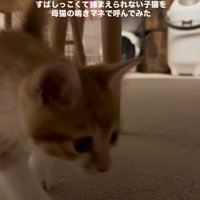 指に近づく子猫