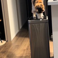 ホリホリする猫
