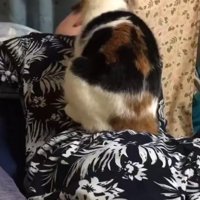 背中の上に乗っている猫