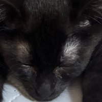前足を開いてくつろぐ子猫
