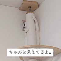 ポールの裏に立って顔を覗かせている猫の全身