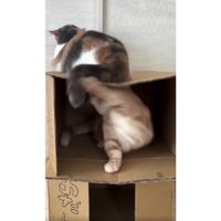 喧嘩する猫たち