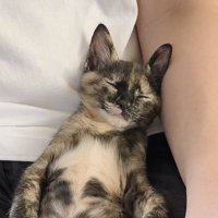 寝ている子猫