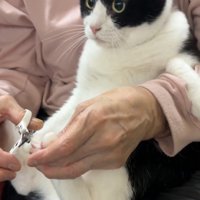 後ろ足の爪を切られる猫