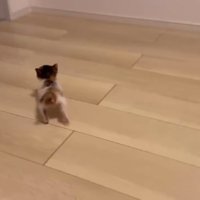 広い部屋を見つめるつむぎちゃん