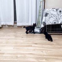 出てきた子猫姉弟