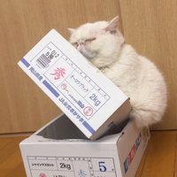 幸せそうな猫
