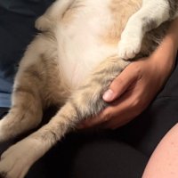 伸ばされた猫の足