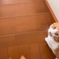 スタンバイする飼い猫