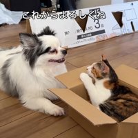 向かい合う猫と犬