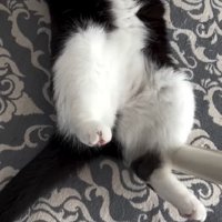 猫の足