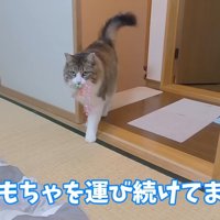 運び続けてます