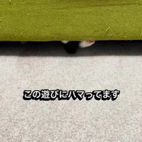 ソファの下で遊ぶ子猫
