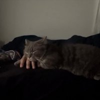 寝る猫