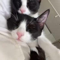 一緒に寝ている2匹のハチワレ猫