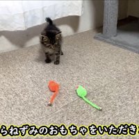 床に置かれたネズミのおもちゃと子猫