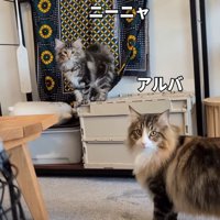家の中にいる子猫と先住猫