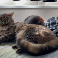 猫と子ども