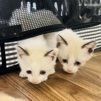猫用キャリーから顔を出す2匹の子猫