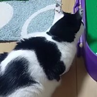 ホールの近くに座る白黒猫