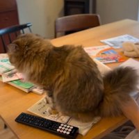 テーブルの上の猫