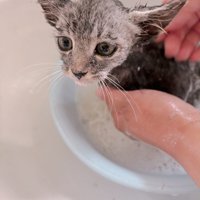 シャンプーされる子猫