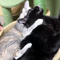 舌を出して嫌がる黒猫としがみつくシルバータビー