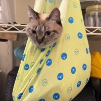 エコバッグに入れられた猫（前向き）