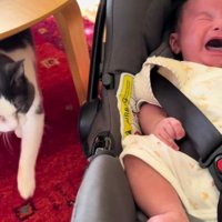 泣いている赤ちゃんと猫