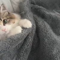 飼い主のベッドでくつろぐ猫