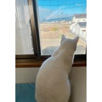 窓辺にいる猫
