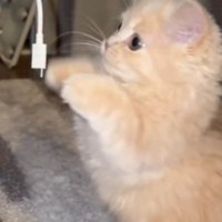 立ち上がってスマホのコードを見つめる子猫