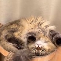 ベッド型爪研ぎでくつろぎながら飼い主を見つめる猫