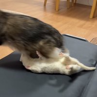 逃げる猫と仰向けになるフェレット