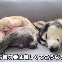初めてのお留守番、3匹がソファーで