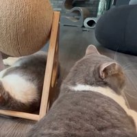 爪とぎの下の猫