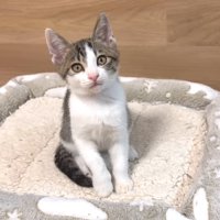 テロップ（左上）「てつお」