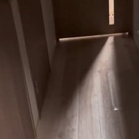 ガラス越しに覗く猫