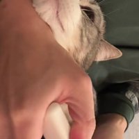 爪を切られる猫