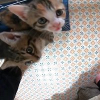 くっつきながら上を見上げる2匹の猫