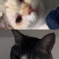 猫同士のビデオ通話の様子（シャムMIXとキジ白）