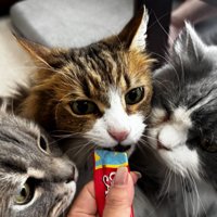 ちゅーるに顔を寄せ合って舐める3匹の猫