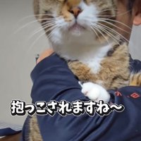 抱っこされる猫2