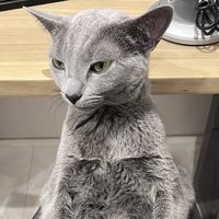 飼い主さんの膝の上に座る猫