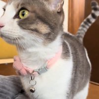 甘えに来る猫