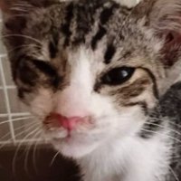 ケージにいる猫